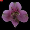 Alstroemeria - Allure (bunch of 10 stems)